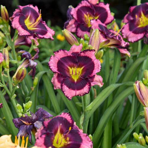 Hemerocallis 'Storm Shelter' ~ PW® Rainbow Rhythm® Storm Shelter Daylily-ServeScape