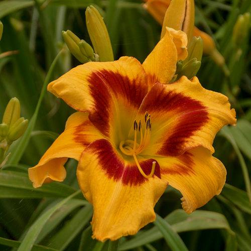 Hemerocallis 'Tiger Swirl' ~ PW® Rainbow Rhythm® Tiger Swirl Daylily-ServeScape