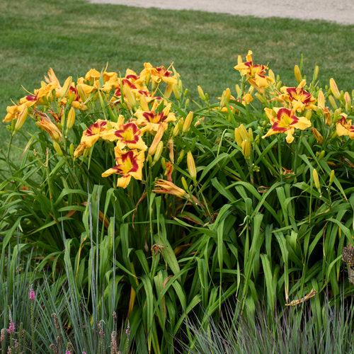 Hemerocallis 'Tiger Swirl' ~ PW® Rainbow Rhythm® Tiger Swirl Daylily-ServeScape