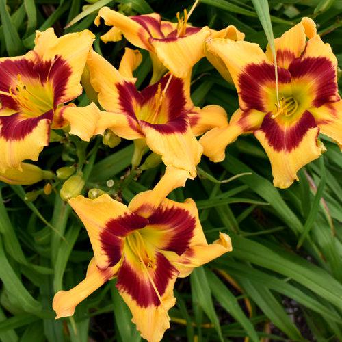 Hemerocallis 'Tiger Swirl' ~ PW® Rainbow Rhythm® Tiger Swirl Daylily-ServeScape