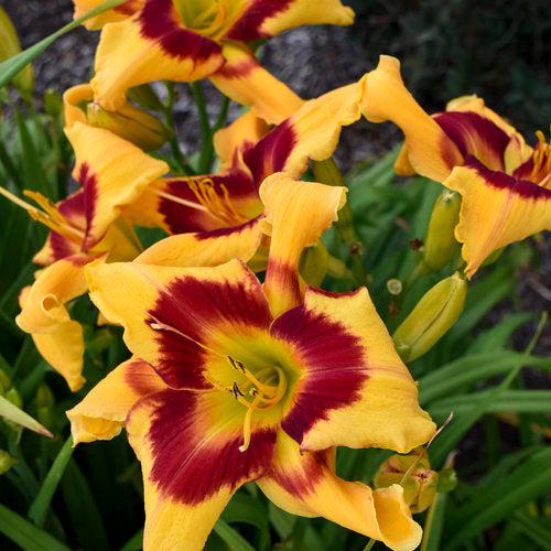 Hemerocallis 'Tiger Swirl' ~ PW® Rainbow Rhythm® Tiger Swirl Daylily-ServeScape