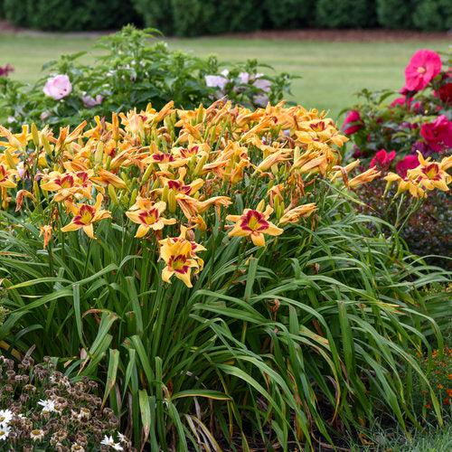 Hemerocallis 'Tiger Swirl' ~ PW® Rainbow Rhythm® Tiger Swirl Daylily-ServeScape