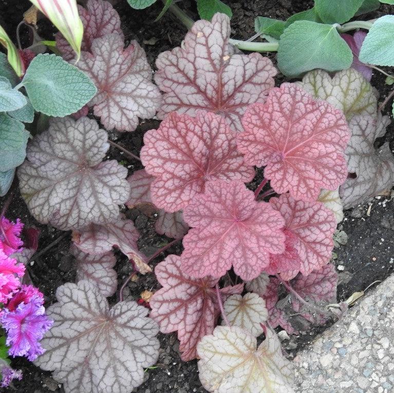 Heuchera villosa 'Berry Smoothie' ~ Berry Smoothie-ServeScape