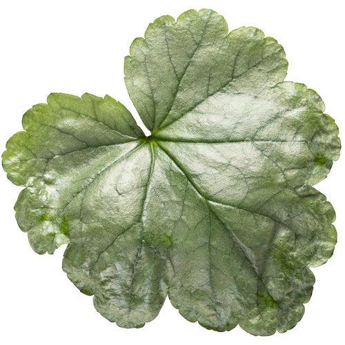 Heuchera 'Dolce Spearmint' PP31281 ~ PW® Dolce® Spearmint Heuchera-ServeScape