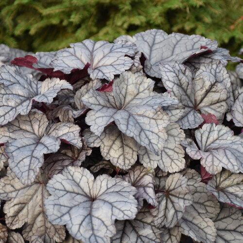 Heuchera 'Frosted Berry' ~ Dolce® Frosted Berry Heuchera-ServeScape