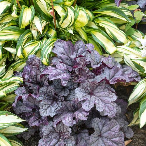 Heuchera 'Frosted Berry' ~ Dolce® Frosted Berry Heuchera-ServeScape