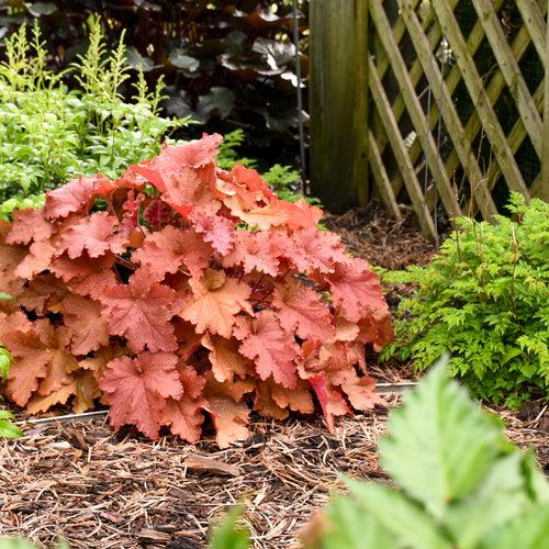 Heuchera 'Peachberry Ice' ~ Primo® Peachberry Ice Heuchera-ServeScape