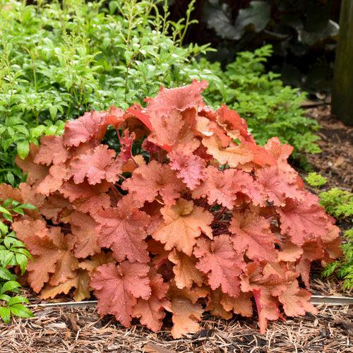 Heuchera 'Peachberry Ice' ~ Primo® Peachberry Ice Heuchera-ServeScape