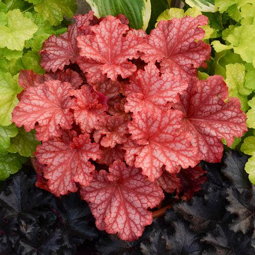 Heuchera 'Peachberry Ice' ~ Primo® Peachberry Ice Heuchera-ServeScape