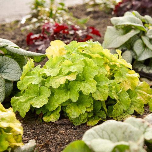 Heuchera 'Pistachio Ambrosia' ~ Primo® Pistachio Ambrosia Heuchera-ServeScape