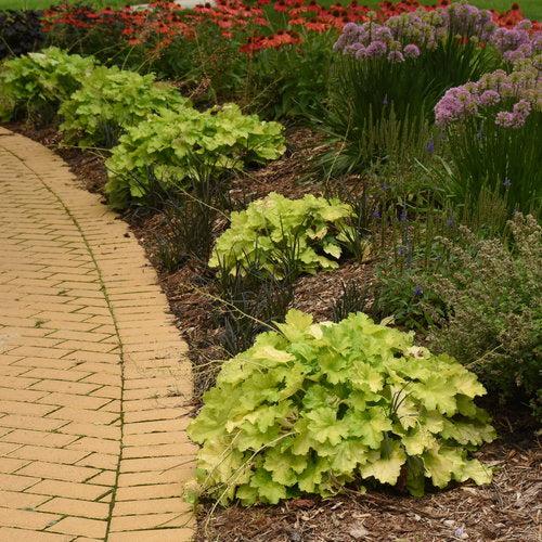 Heuchera 'Pretty Pistachio' PP29361 ~ PW® Primo® Pretty Pistachio Heuchera-ServeScape