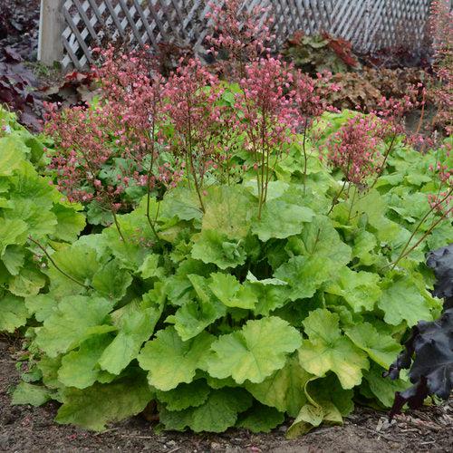 Heuchera 'Pretty Pistachio' PP29361 ~ PW® Primo® Pretty Pistachio Heuchera-ServeScape