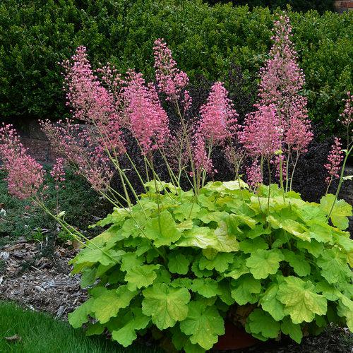 Heuchera 'Pretty Pistachio' PP29361 ~ PW® Primo® Pretty Pistachio Heuchera-ServeScape