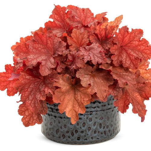 Heuchera 'Peachberry Ice' ~ Primo® Peachberry Ice Heuchera-ServeScape