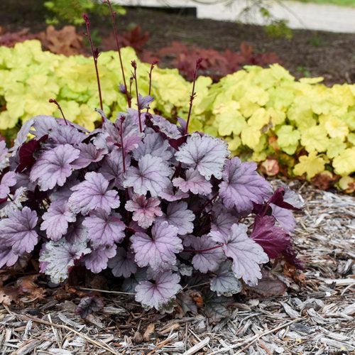 Heuchera 'Silver Gumdrop' PP29207 ~ PW® Dolce® Silver Gumdrop Heuchera-ServeScape