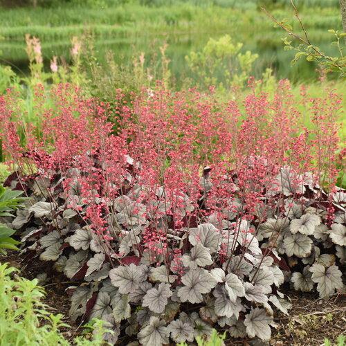 Heuchera 'Silver Gumdrop' PP29207 ~ PW® Dolce® Silver Gumdrop Heuchera-ServeScape