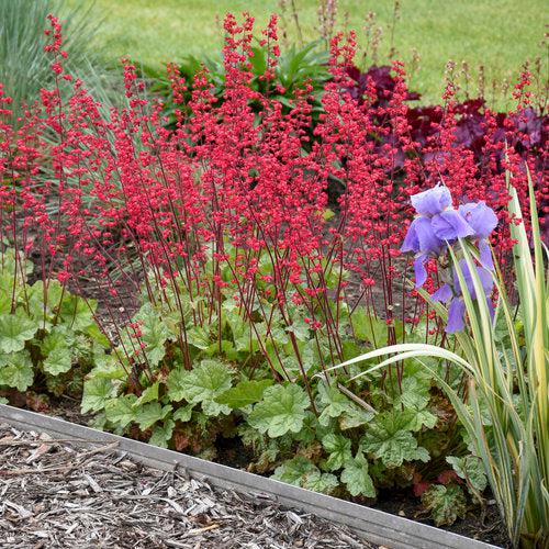 Heuchera 'Dolce Spearmint' PP31281 ~ PW® Dolce® Spearmint Heuchera-ServeScape