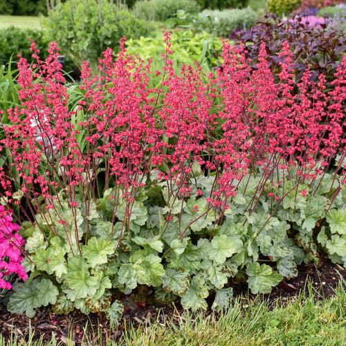 Heuchera 'Dolce Spearmint' PP31281 ~ PW® Dolce® Spearmint Heuchera-ServeScape