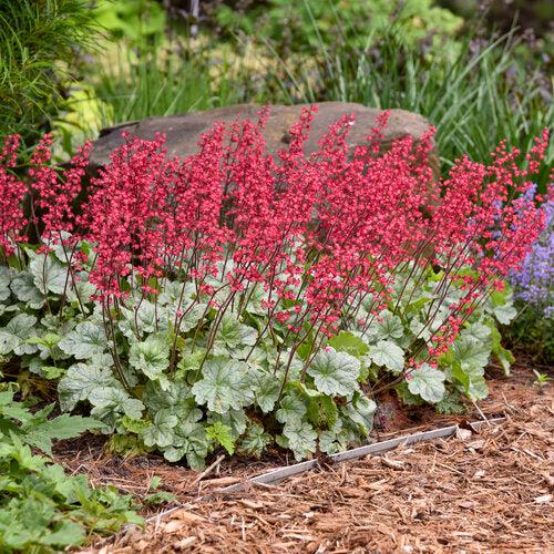 Heuchera 'Dolce Spearmint' PP31281 ~ PW® Dolce® Spearmint Heuchera-ServeScape