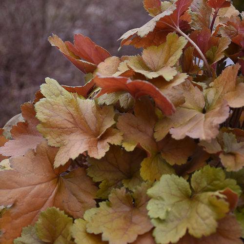 Heuchera 'Toffee Tart' PP33,694 ~ PW® Dolce® Toffee Tart Heuchera-ServeScape
