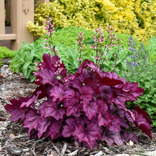 Heuchera 'Wild Rose' ~ Primo® Wild Rose Heuchera-ServeScape