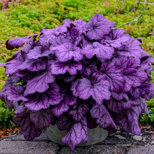 Heuchera 'Wild Rose' ~ Primo® Wild Rose Heuchera-ServeScape