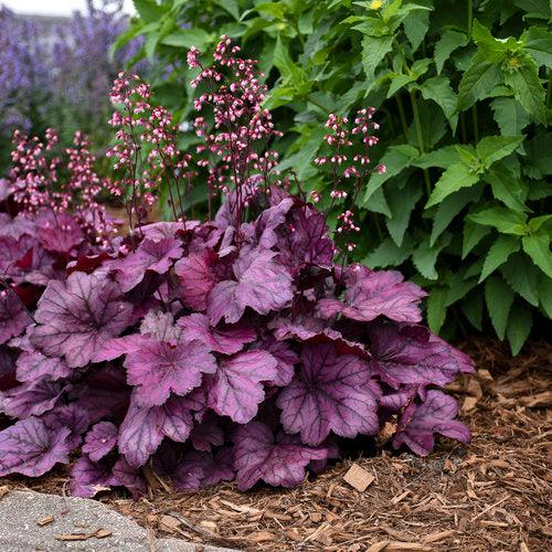 Heuchera 'Wild Rose' ~ Primo® Wild Rose Heuchera-ServeScape