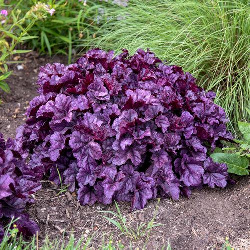 Heuchera 'Wildberry' ~ Dolce® Wildberry Heuchera-ServeScape