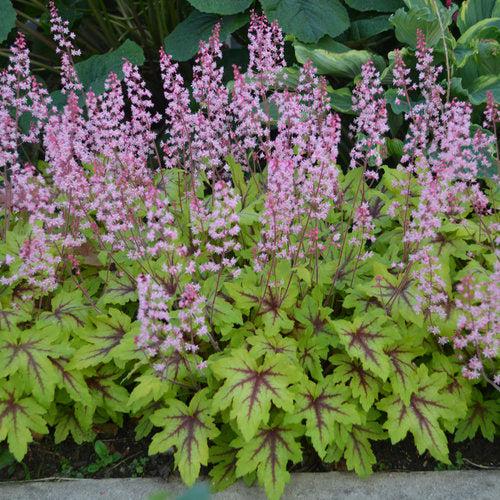 x Heucherella ‘Eye Spy’ ~ Fun and Games® Eye Spy Foamy Bells-ServeScape