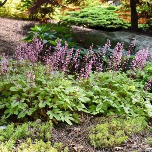 x Heucherella ‘Eye Spy’ ~ Fun and Games® Eye Spy Foamy Bells-ServeScape