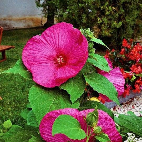 Hibiscus moscheutos 'Luna Rose' ~ Luna™ Rose Hibiscus-ServeScape