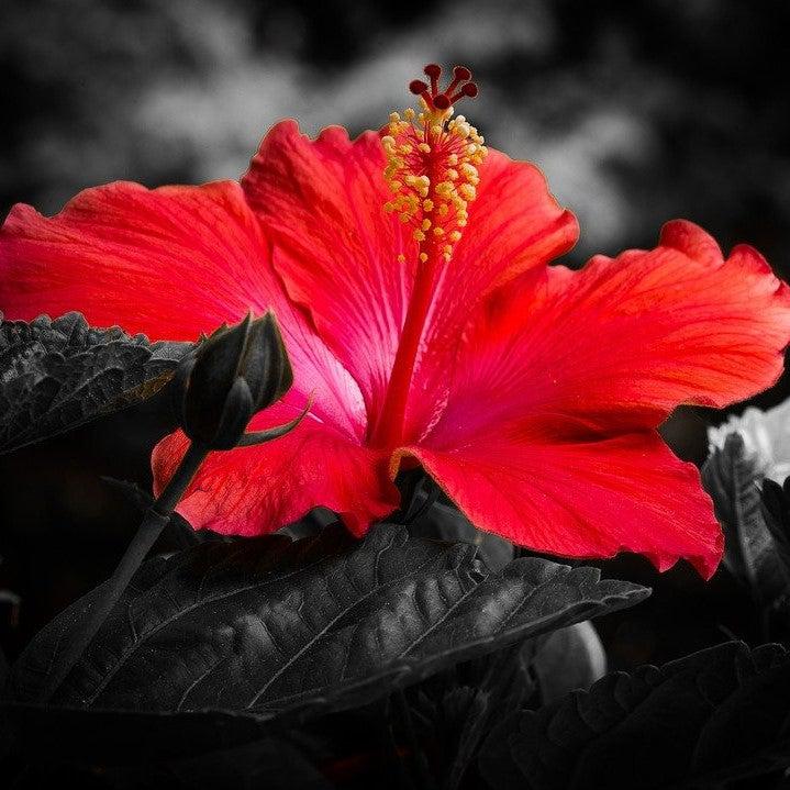 Hibiscus 'Midnight Marvel' ~ Midnight Marvel Red Leaf Hibiscus-ServeScape