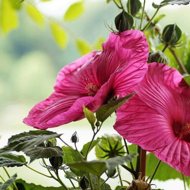 Hibiscus moscheutos 'Luna Rose' ~ Luna™ Rose Hibiscus-ServeScape
