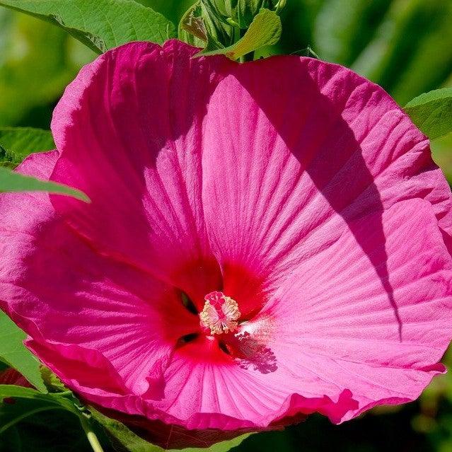 Hibiscus moscheutos 'Luna Rose' ~ Luna™ Rose Hibiscus-ServeScape