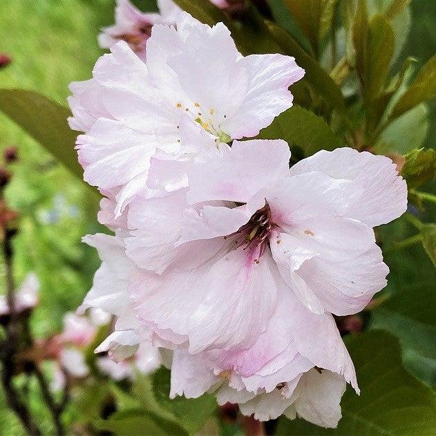 Hibiscus syriacus 'DS04PS' ~ Peppermint Smoothie ™ Rose of Sharon-ServeScape