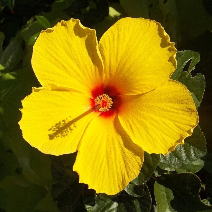 Hibiscus rosa-sinensis ~ Hibiscus Standard, Yellow-ServeScape