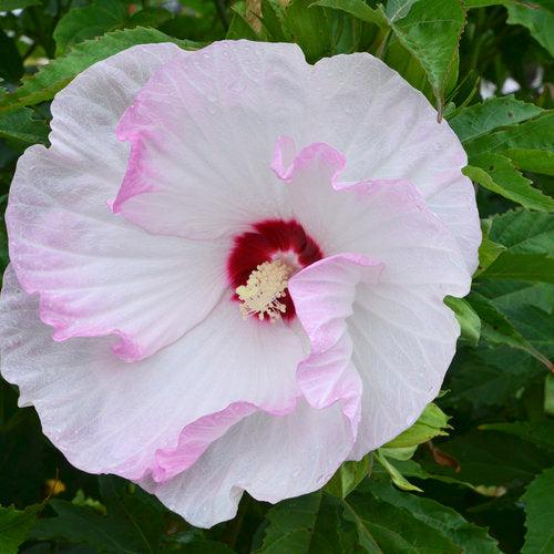 Hibiscus 'Ballet Slippers' ~ Summerific® Ballet Slippers Hibiscus-ServeScape