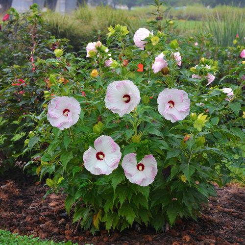 Hibiscus 'Ballet Slippers' ~ Summerific® Ballet Slippers Hibiscus-ServeScape