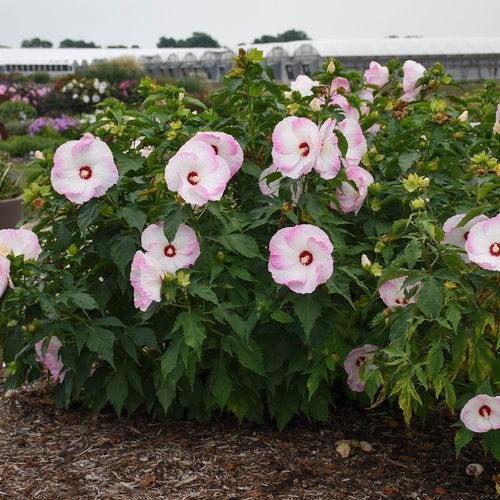 Hibiscus 'Ballet Slippers' ~ Summerific® Ballet Slippers Hibiscus-ServeScape