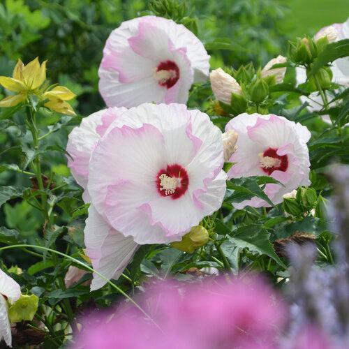 Hibiscus 'Ballet Slippers' ~ Summerific® Ballet Slippers Hibiscus-ServeScape