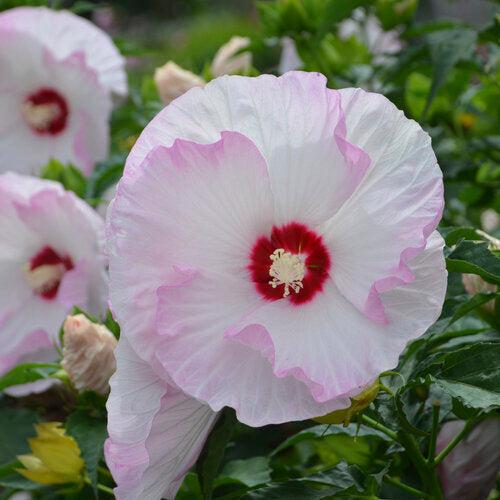 Hibiscus 'Ballet Slippers' ~ Summerific® Ballet Slippers Hibiscus-ServeScape