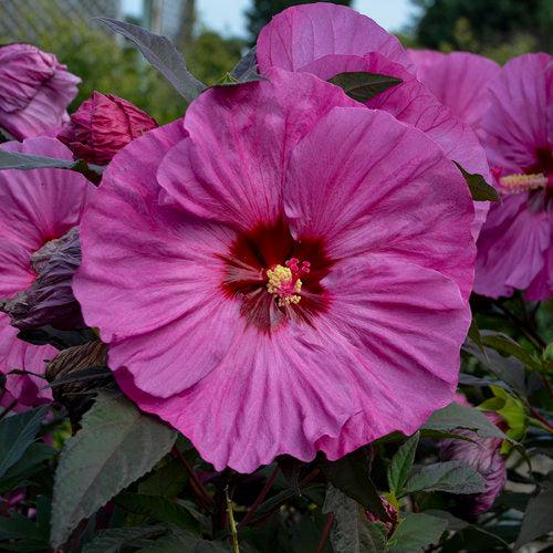 Hibiscus 'Berry Awesome' PP27936 ~ Summerific® Berry Awesome Hibiscus-ServeScape