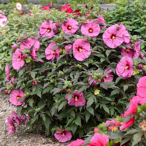 Hibiscus 'Berry Awesome' PP27936 ~ Summerific® Berry Awesome Hibiscus-ServeScape