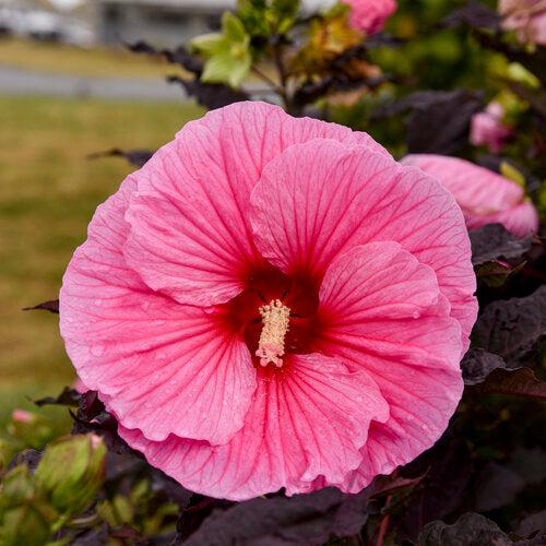 Hibiscus 'Edge of Night' 34,359 ~ Summerific® Edge of Night Hibiscus-ServeScape