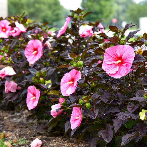 Hibiscus 'Edge of Night' 34,359 ~ Summerific® Edge of Night Hibiscus-ServeScape