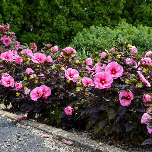 Hibiscus 'Edge of Night' 34,359 ~ Summerific® Edge of Night Hibiscus-ServeScape