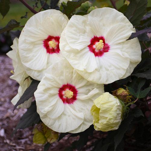 Hibiscus 'French Vanilla' PP33181 ~ Summerific® French Vanilla Hibiscus-ServeScape