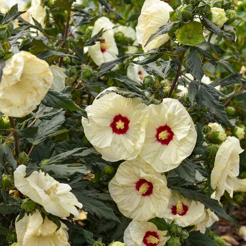 Hibiscus 'French Vanilla' PP33181 ~ Summerific® French Vanilla Hibiscus-ServeScape