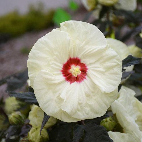 Hibiscus 'French Vanilla' PP33181 ~ Summerific® French Vanilla Hibiscus-ServeScape