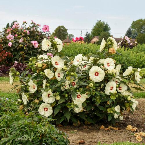 Hibiscus 'French Vanilla' PP33181 ~ Summerific® French Vanilla Hibiscus-ServeScape